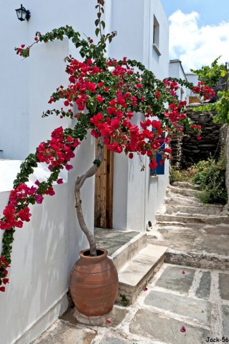 Home decor with plant in a pot Greece