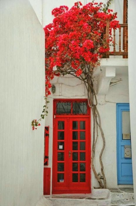 Red flowers around front door