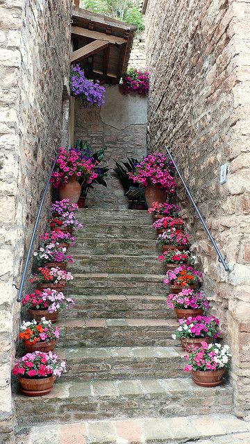 Steps with flower pots